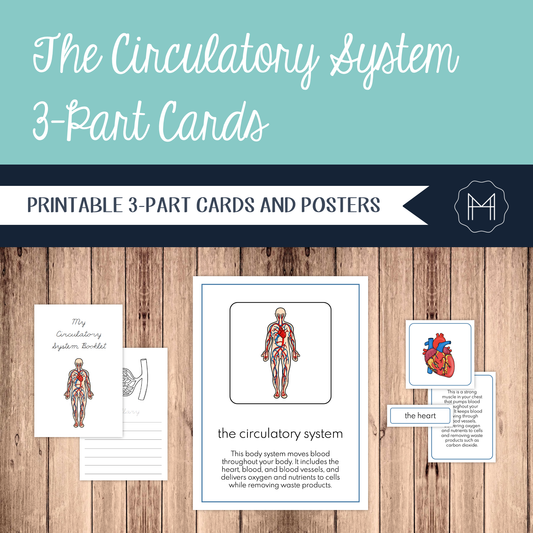 The Circulatory System: 3-Part Cards, Posters, and Booklets