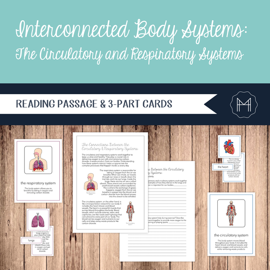 Interconnected Body Systems: Circulatory and Respiratory Systems