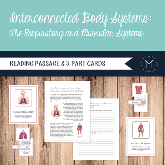 Interconnected Body Systems: Muscular and Respiratory Systems