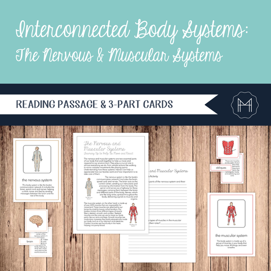 Interconnected Body Systems: Muscular and Nervous Systems