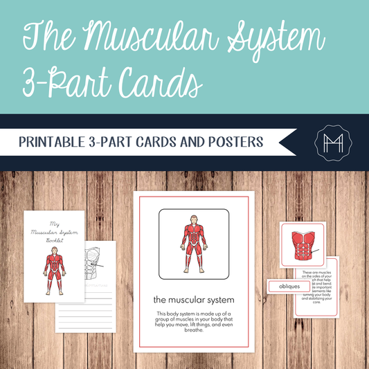 The Muscular System: 3-Part Cards, Posters, and Booklets