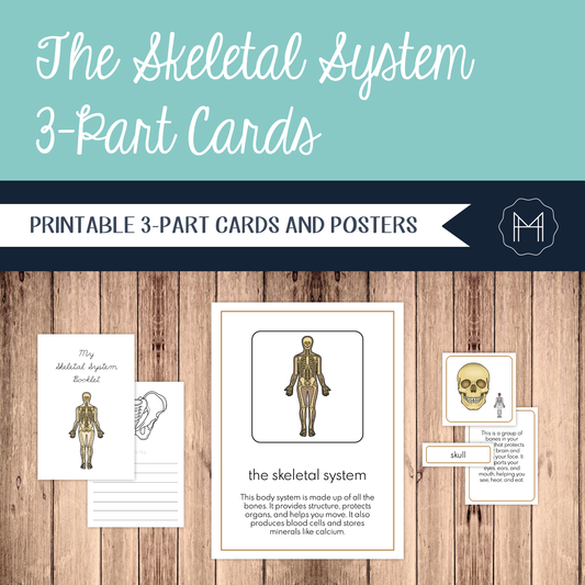 The Skeletal System: 3-Part Cards, Posters, and Booklets