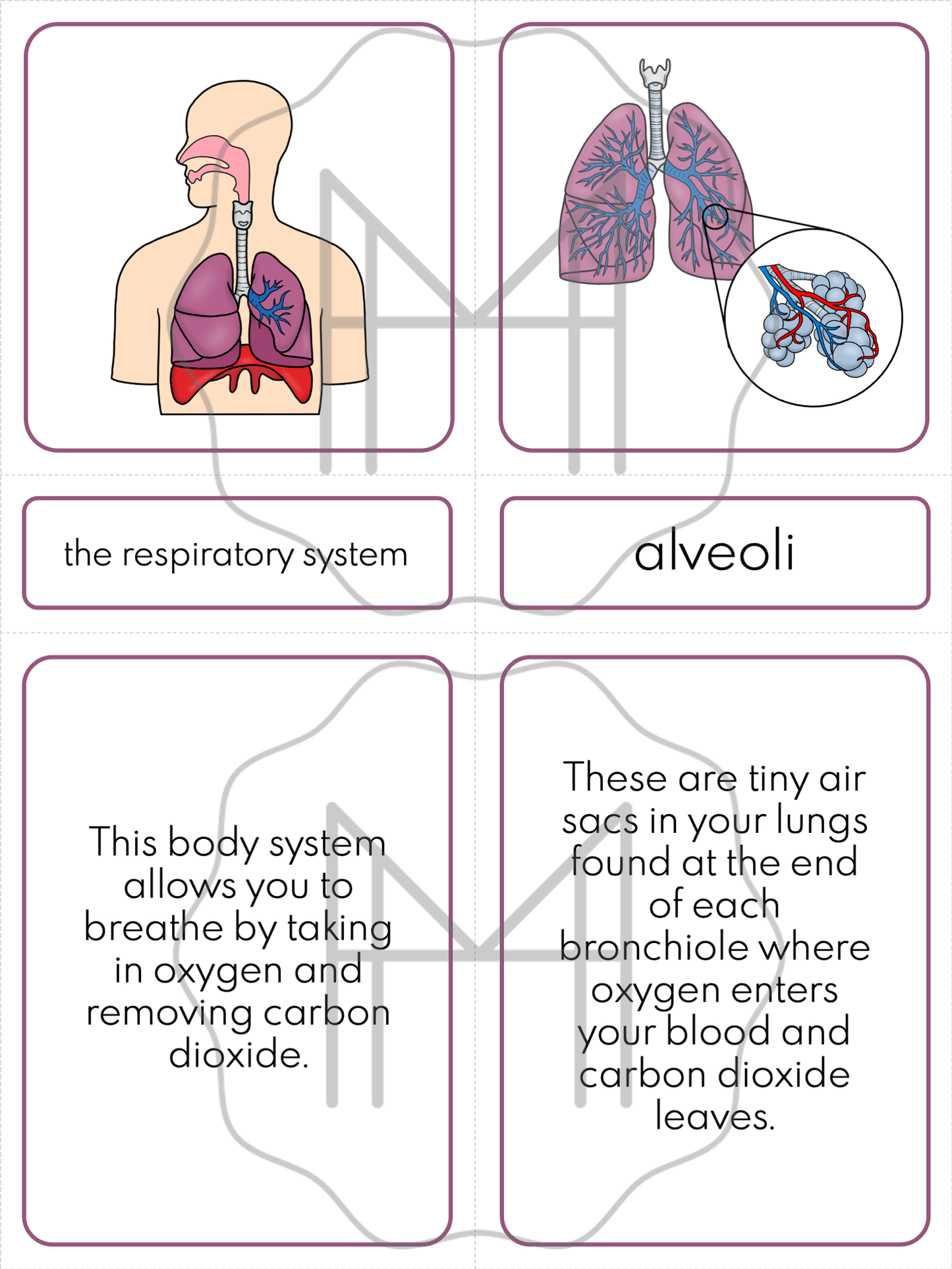 The Respiratory System: 3-Part Cards, Posters, and Booklets