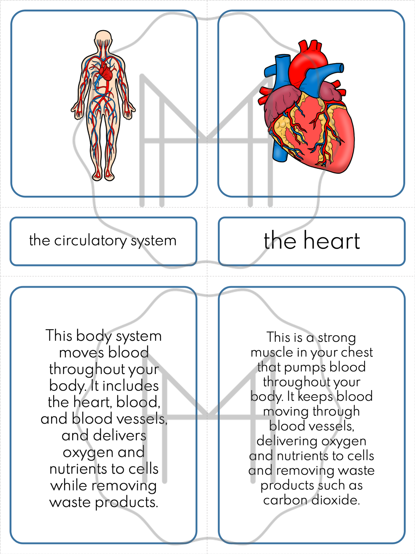 The Circulatory System Unit