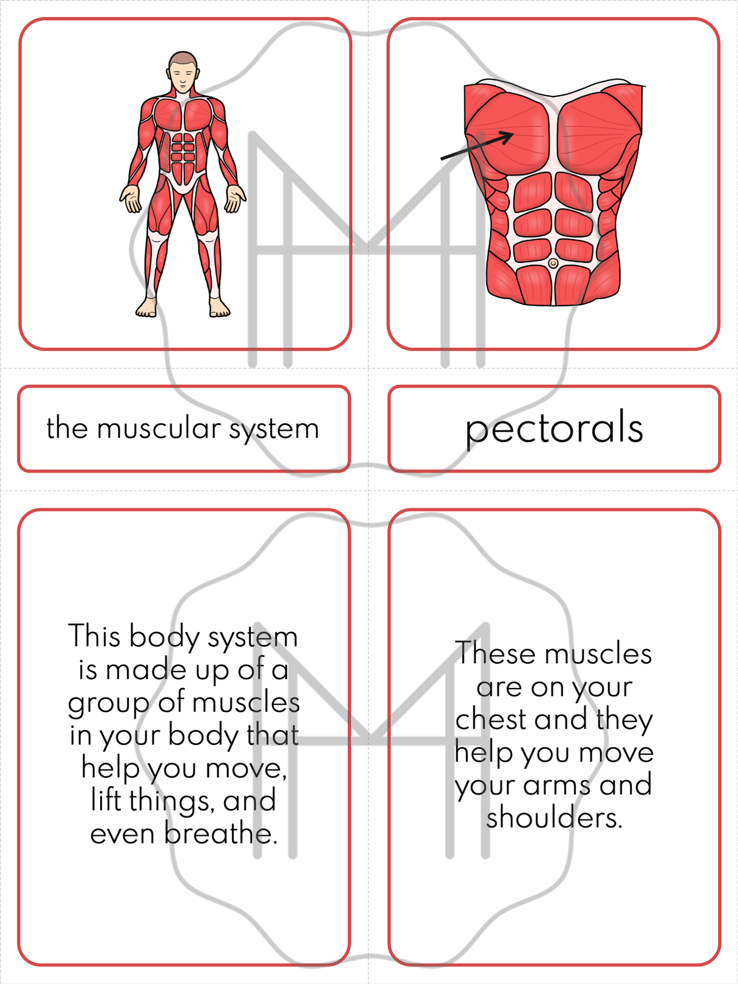 Interconnected Body Systems: Muscular and Nervous Systems