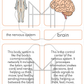 The Nervous System: 3-Part Cards, Posters, and Booklets