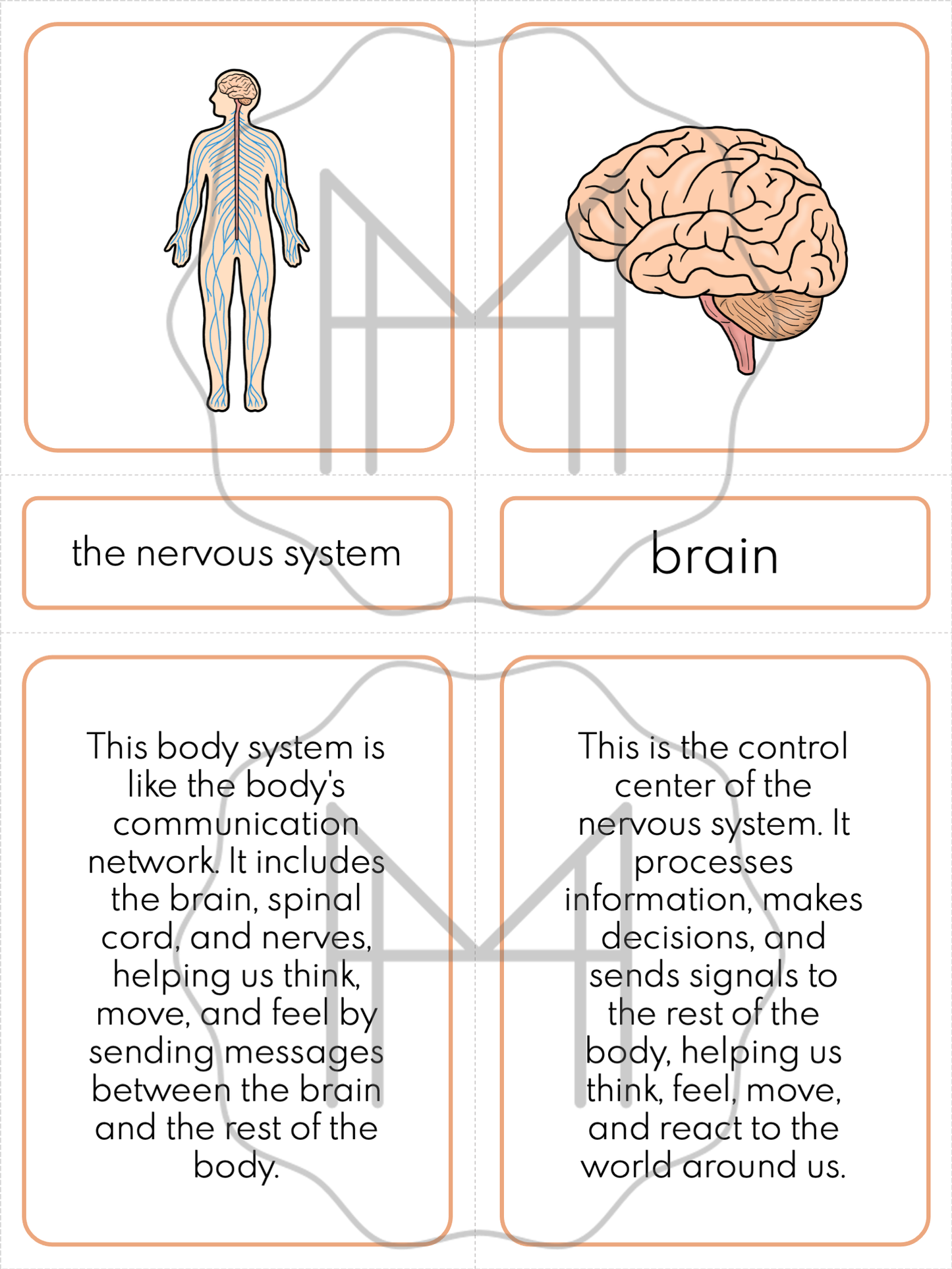 The Nervous System: 3-Part Cards, Posters, and Booklets