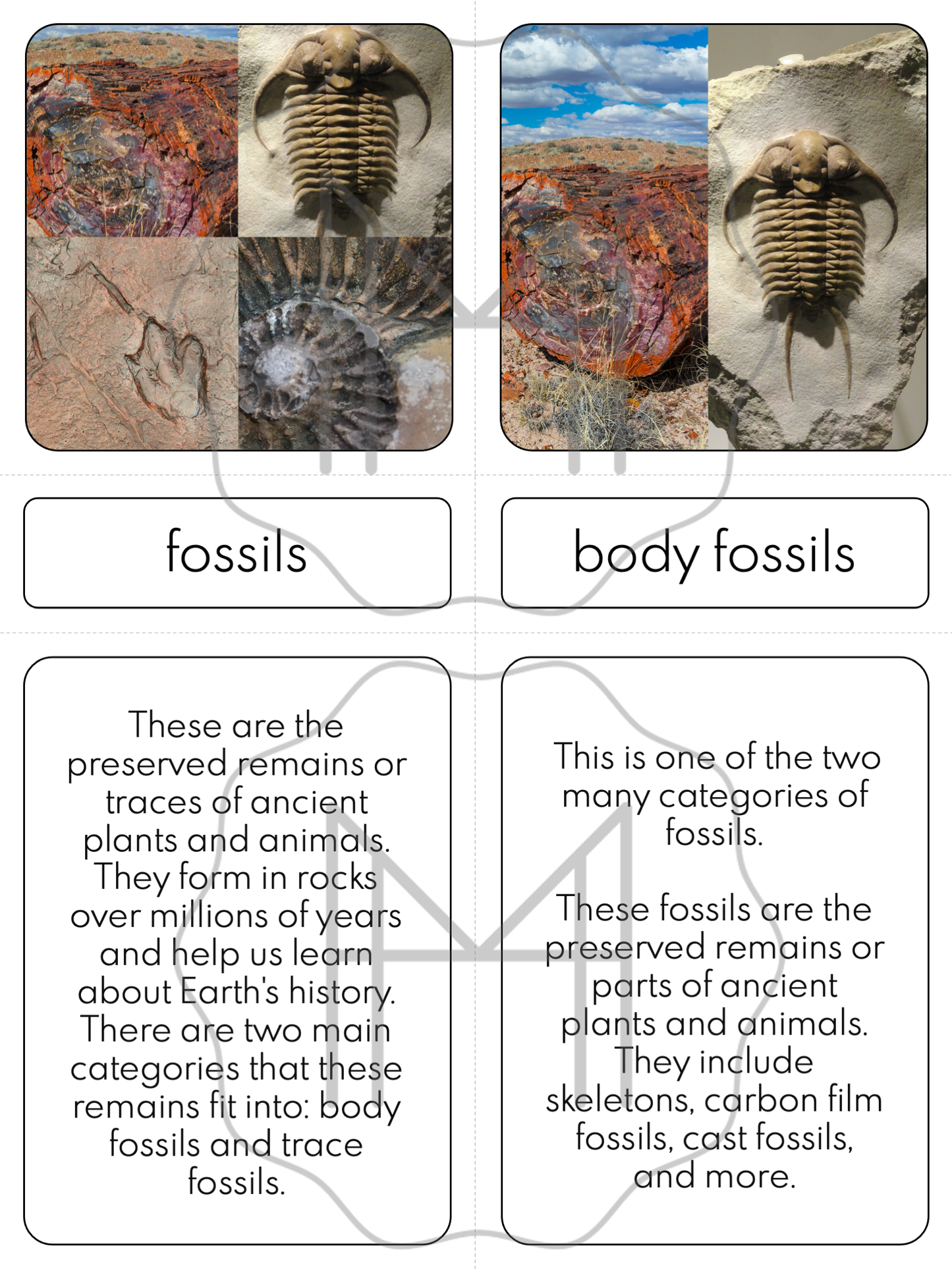 Fossil Types Mini-Unit