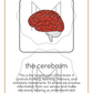 The Nervous System: 3-Part Cards, Posters, and Booklets