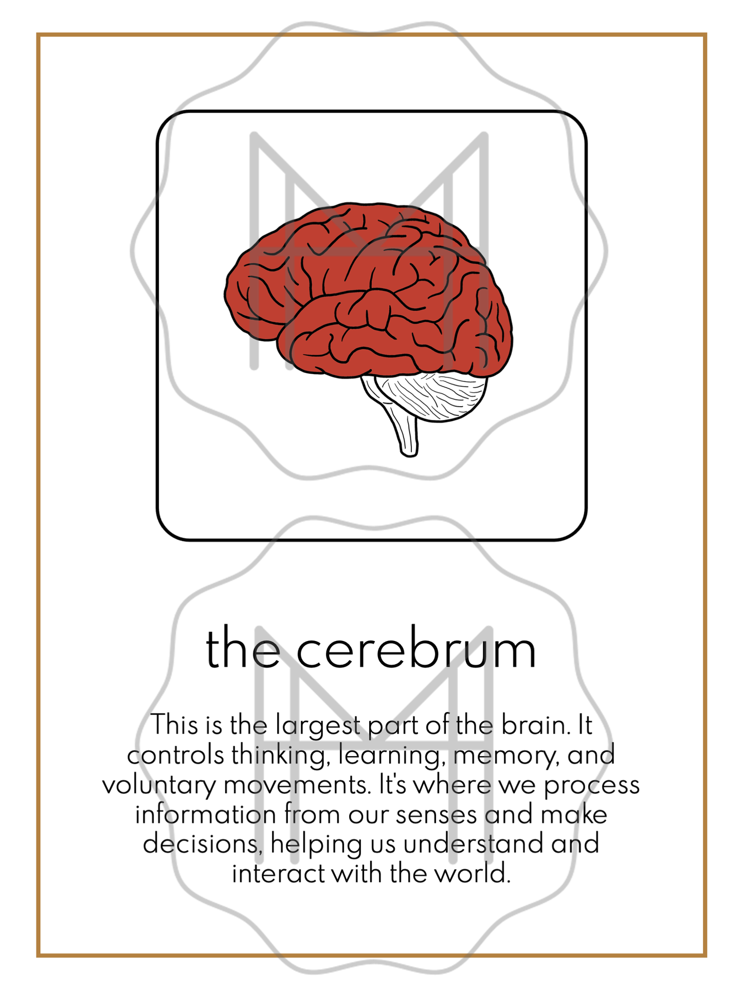 The Nervous System: 3-Part Cards, Posters, and Booklets