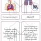 Interconnected Body Systems: Muscular and Respiratory Systems