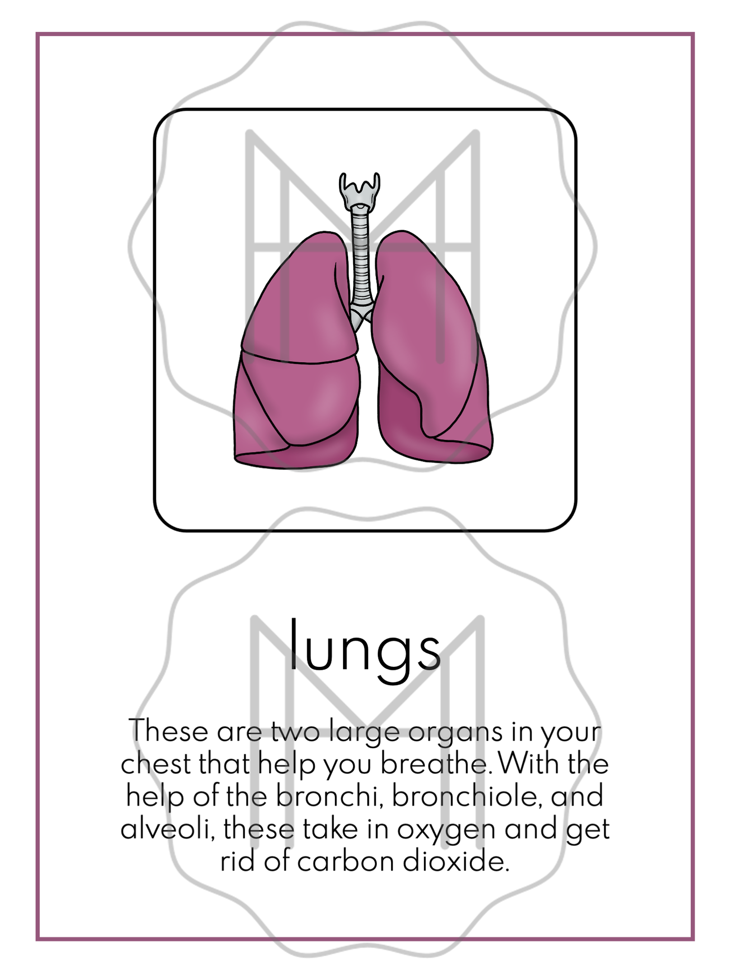 The Respiratory System: 3-Part Cards, Posters, and Booklets