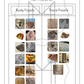 Fossil Types Mini-Unit