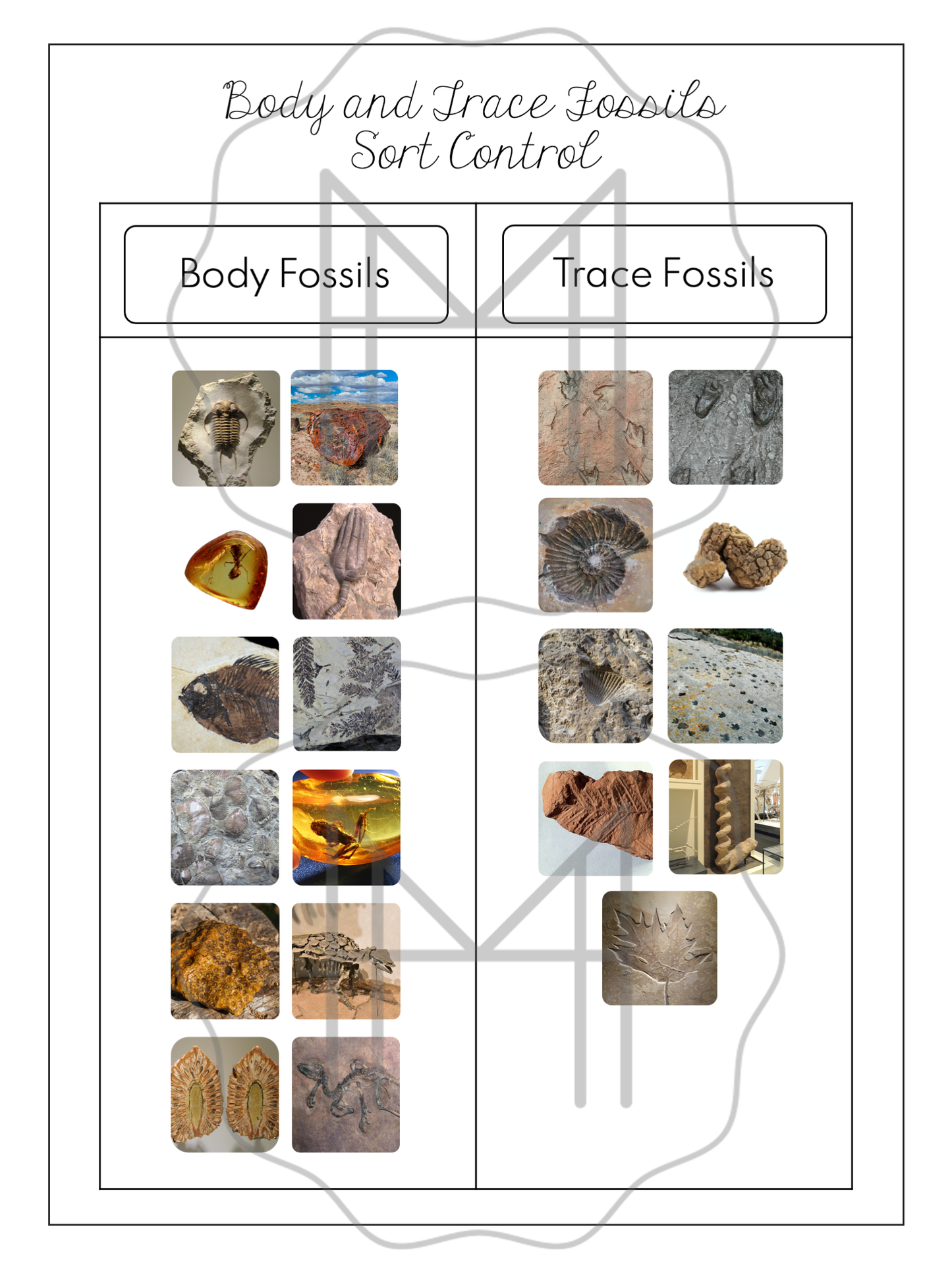 Fossil Types Mini-Unit