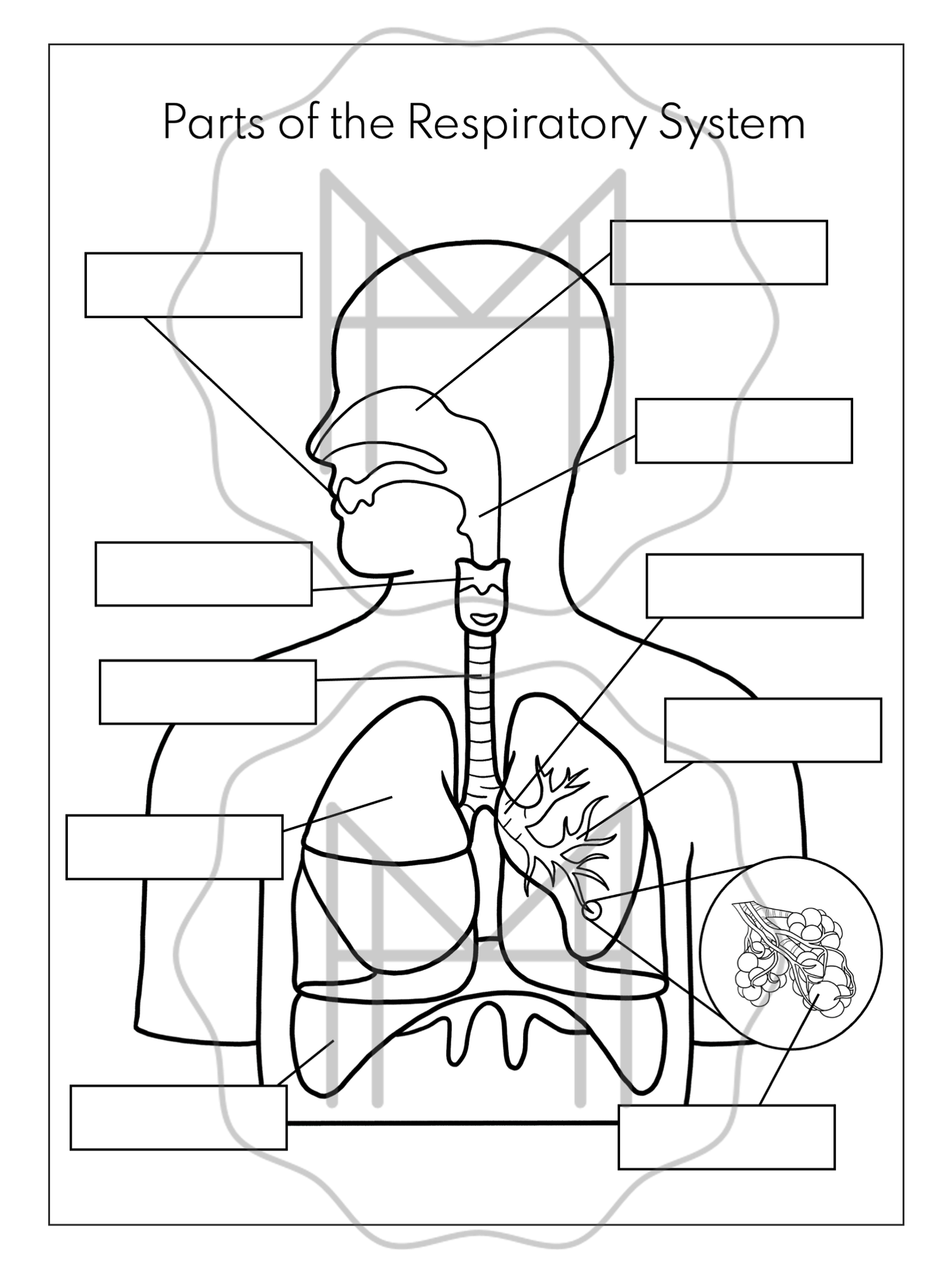 The Respiratory System Unit