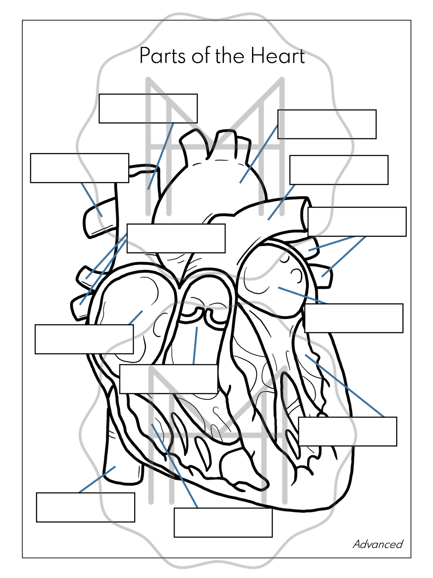 The Circulatory System Unit